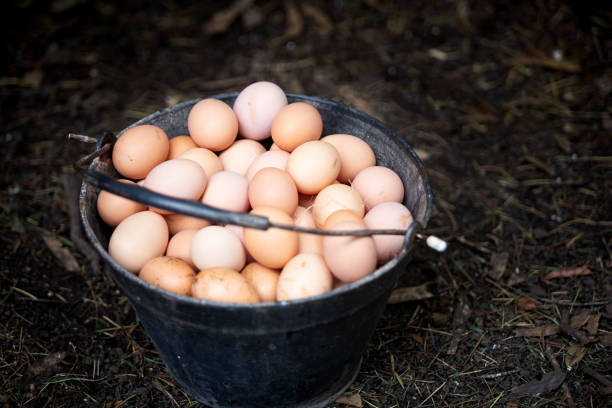 Egg Collection Image