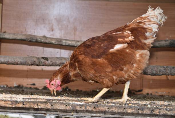 Flock Management Image